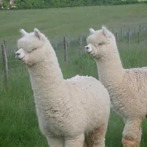 Alpagas Du Quercy Séjour à la ferme